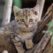 client-pet-3